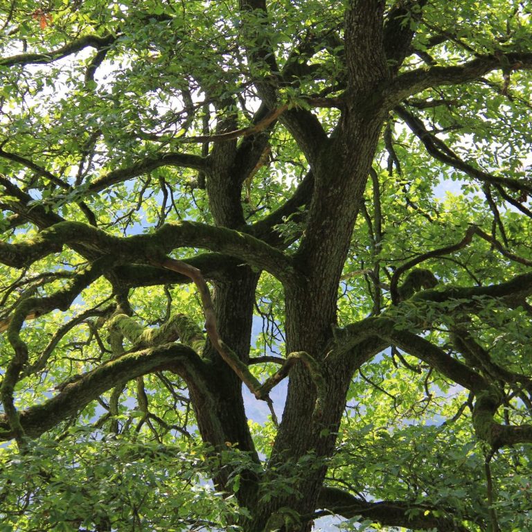 Ein großer Baum mit weit verzweigten Ästen und dichtem Blattwerk.