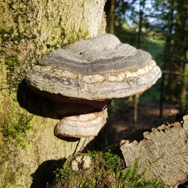 Zunderschwamm wächst an einem Baumstamm im Wald.