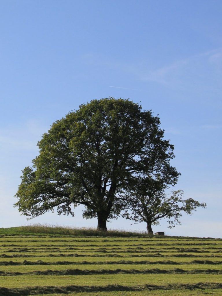 Zwei große Bäume auf einem grünen, hügeligen Feld bei klarem Himmel.