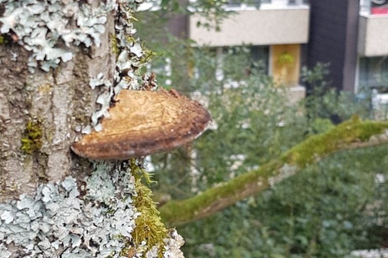Pilzfruchtkörper an einem Baum. Im Hintergrund ist ein Mehrfamilienhaus.