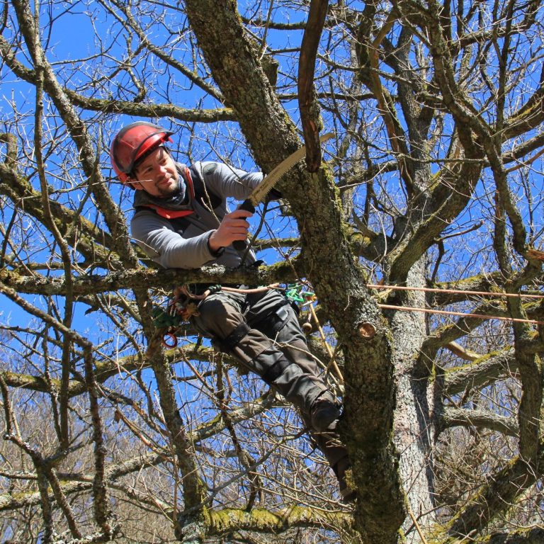 Baumpfleger schneidet Äste in einem Baum, trägt Helm und spezielle Sicherheitskleidung.