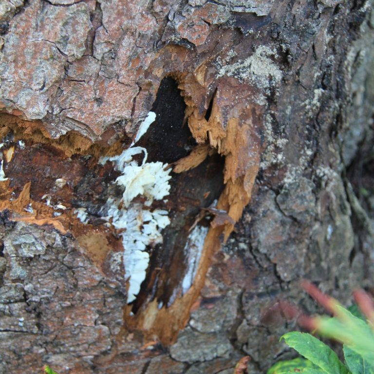 Rindenveränderung am Baum mit weißem Pilz und brauner Holzstruktur.