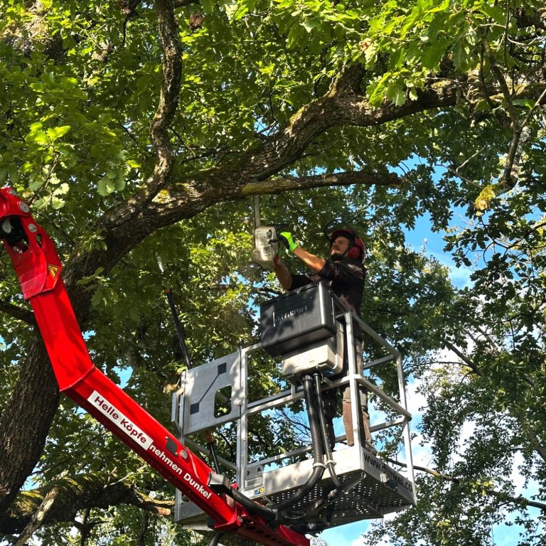 Ein Mann steht in einer Hebebühne und schneidet Totholz von einem Baum.