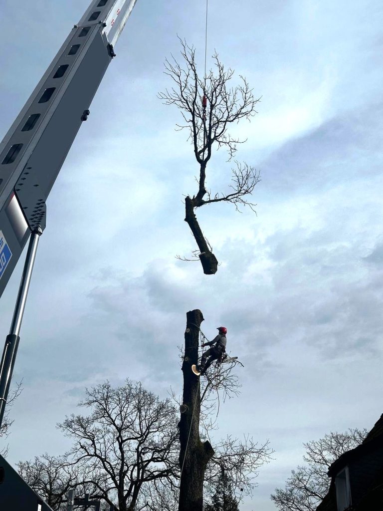 Ein Kronenteil wird mit einem Kran abgetragen, während eine Person mit Steigeisen und Motorsäge in der Höhe am Stamm steht.