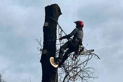 Kletterer trägt einen Baum stückweise ab -von oben nach unten. Er trägt Steigeisen und nutzt eine Motorsäge.