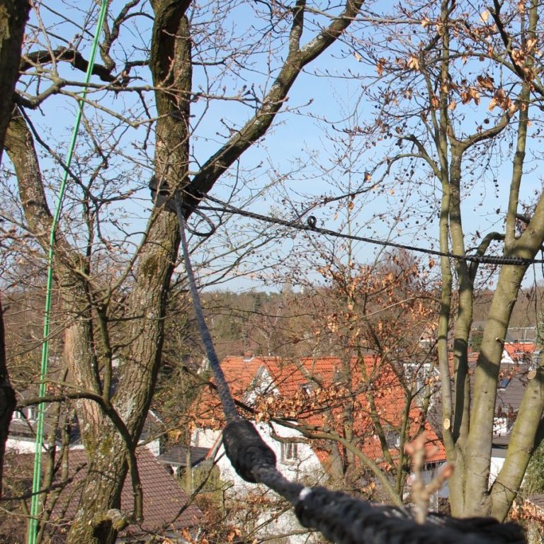 Kronensicherung die  einem Baum befestigt ist, mit Häusern im Hintergrund und herbstlichen Blättern.